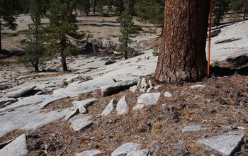 Trees anchored in bedrock